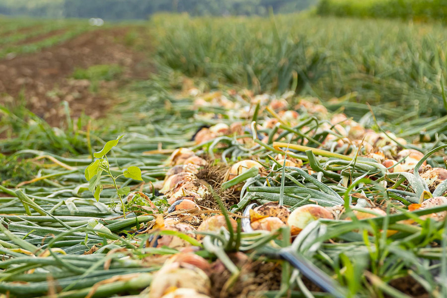 fresh onions laying in amish field