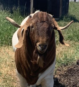 Portrait of a billy goat