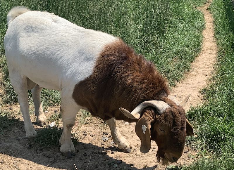 A brown and white billy goat